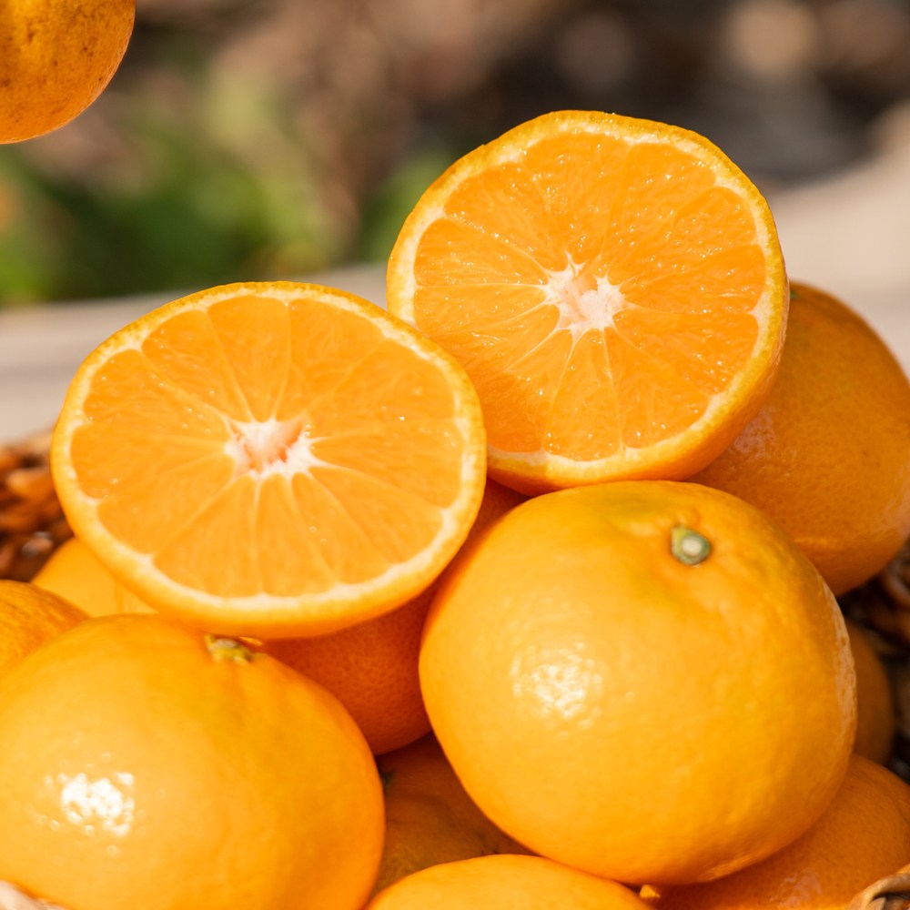 겨울엔 역시 제주 귤! [오늘행사] 고당도 서귀포 감귤 밀감 솔직 후기