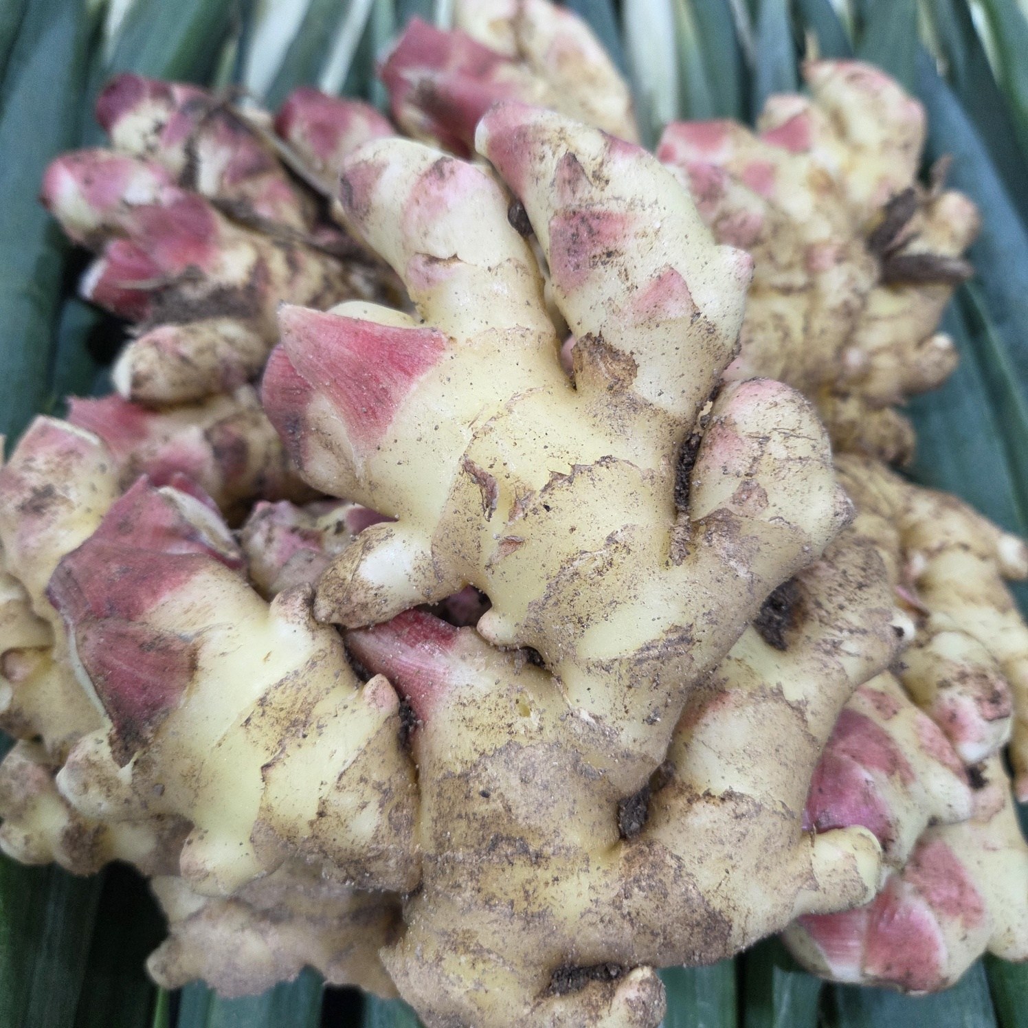 갓 수확한 **생강**의 놀라운 맛! 25년 국내산 햇 생강으로 건강 챙겨요!