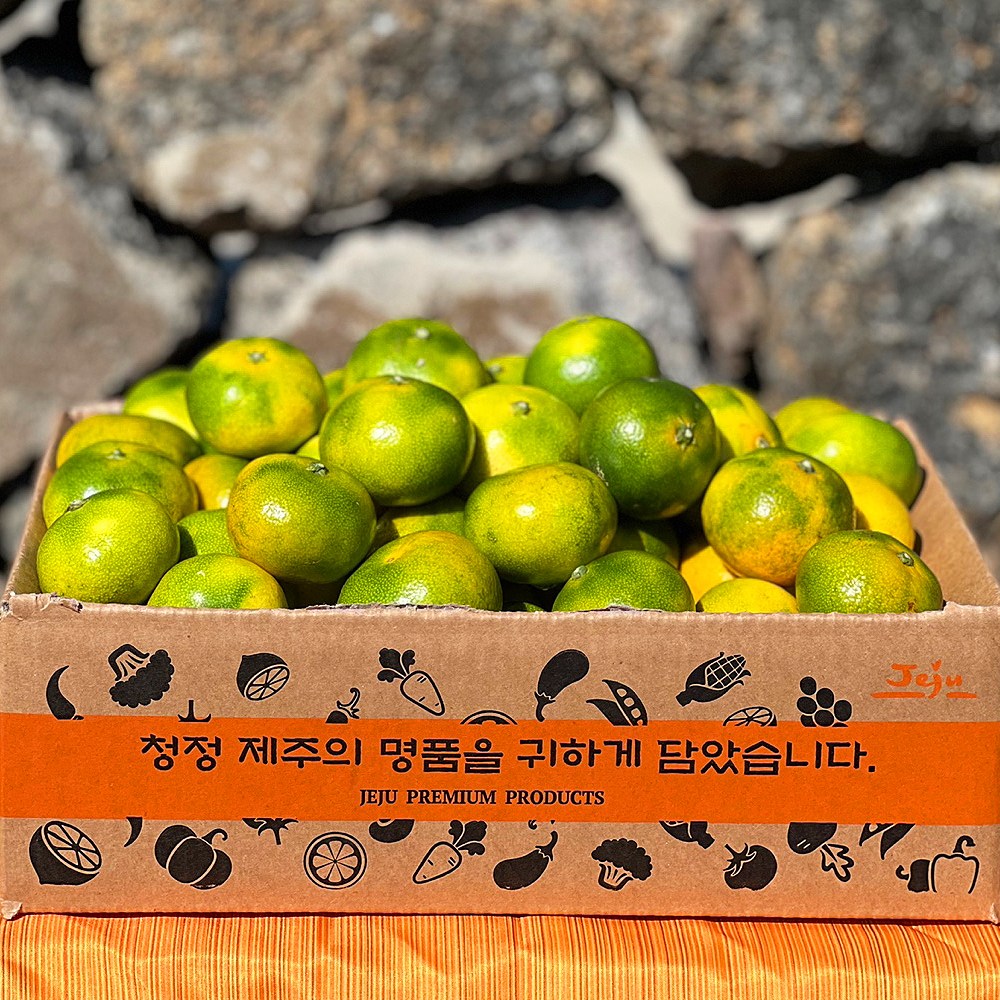제철 귤 추천! 서귀포 제주 귤, 당도 선별 노지 감귤로 찐 후기!