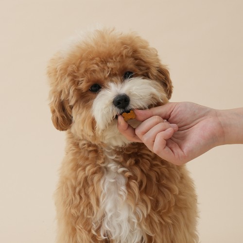 강아지 눈 영양제 추천! 펫생각 리얼루테인으로 눈물 자국, 충혈 안녕!