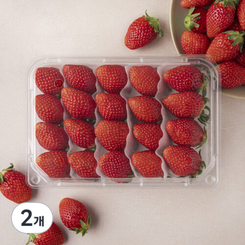 겨울, 입안 가득 행복! 프리미엄 설향 딸기 대과 후기