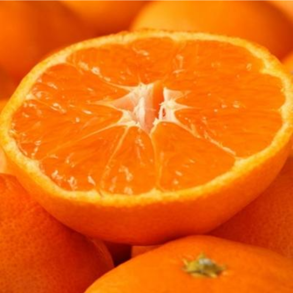 [200박스한정] 최대19brix 고당도 제주 레드향