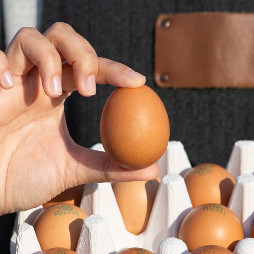 아침이 달라지는 맛, 난각번호1번 계란 유정란 20구로 건강 한 스푼!