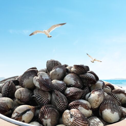 제철 벌교 꼬막, 산지직송으로 집에서 즐기는 황홀경! (3kg 대)