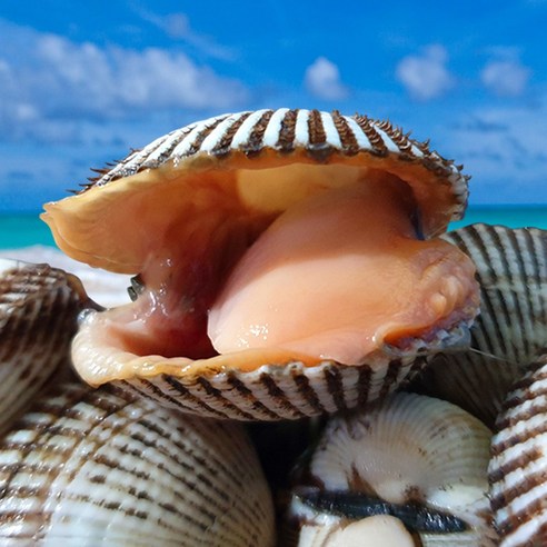 제철 벌교 꼬막, 산지직송으로 집에서 즐기는 황홀경! (3kg 대)