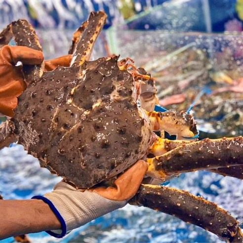 집에서 즐기는 바다의 맛, 초특가 국내산 자숙 홍게 후기!