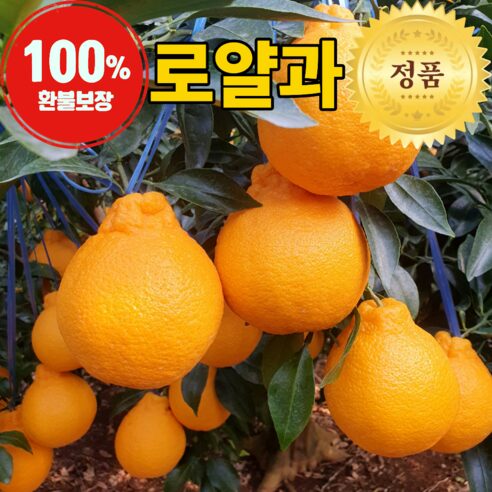 product_1768279014050_1