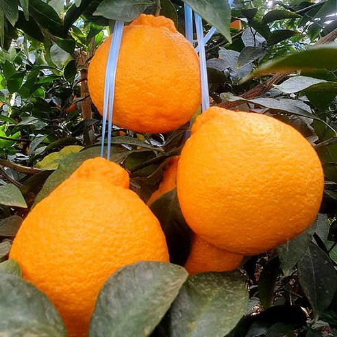 달콤함 가득! 제주 한라봉 특품 로얄과 내돈내산 솔직 후기