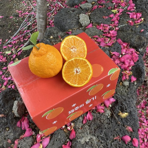 달콤함 가득! 제주 한라봉 특품 로얄과 내돈내산 솔직 후기