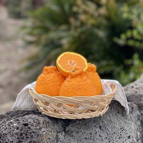 달콤함 가득! 제주 한라봉 특품 로얄과 내돈내산 솔직 후기