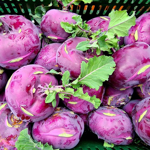 달콤 아삭! **제주 콜라비** 로얄과 10kg 후기 (특품) – 건강 간식 추천!