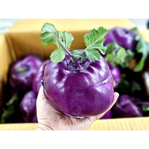 달콤 아삭! **제주 콜라비** 로얄과 10kg 후기 (특품) – 건강 간식 추천!