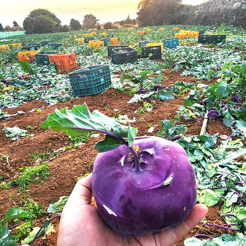 달콤 아삭! **제주 콜라비** 로얄과 10kg 후기 (특품) – 건강 간식 추천!