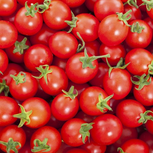 이 맛 실화? 달콤함 폭발! 대추 방울토마토 완숙 찰 토마토 특품, 왜 이제야 만났을까!