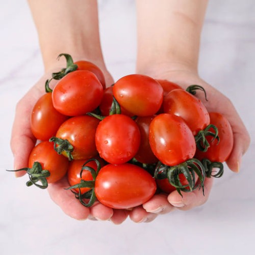 이 맛 실화? 달콤함 폭발! 대추 방울토마토 완숙 찰 토마토 특품, 왜 이제야 만났을까!