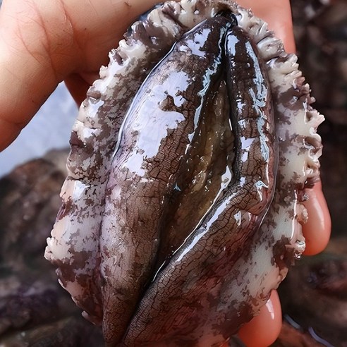 집에서 맛보는 바다의 선물, 싱싱해 완도 활 전복 솔직 후기!