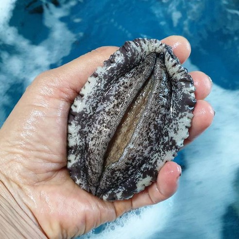 집에서 맛보는 바다의 선물, 싱싱해 완도 활 전복 솔직 후기!