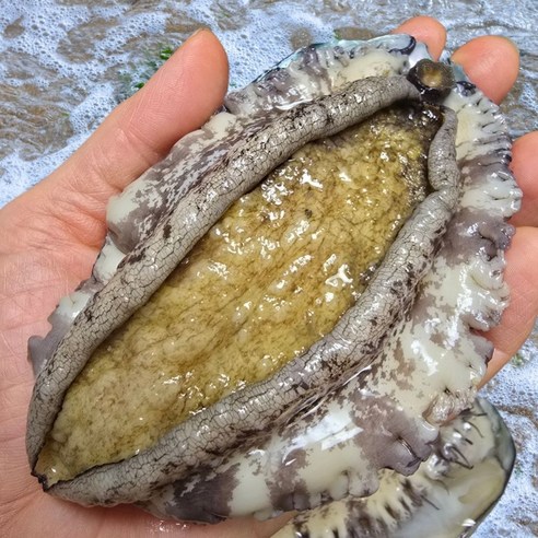 집에서 맛보는 바다의 선물, 싱싱해 완도 활 전복 솔직 후기!