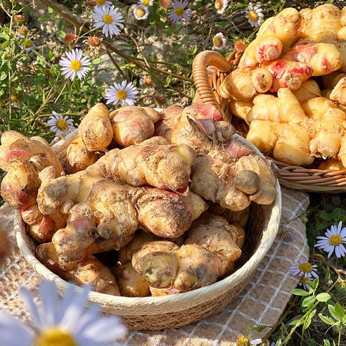 가을 향 가득! 경북 햇생강으로 요리 레벨 UP!