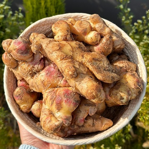 가을 향 가득! 경북 햇생강으로 요리 레벨 UP!