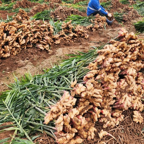 가을 향 가득! 경북 햇생강으로 요리 레벨 UP!
