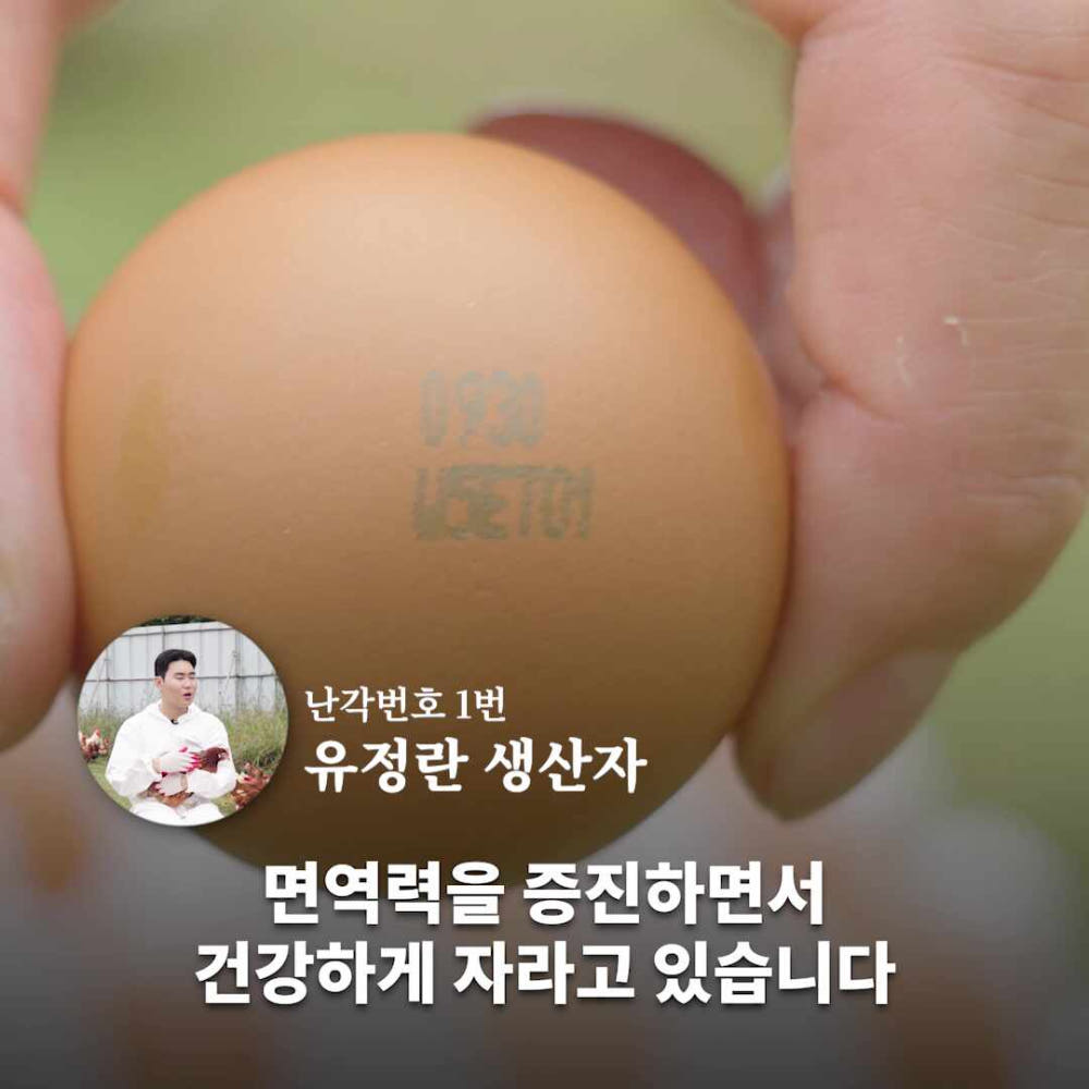 난각번호1번 유정란 무항생제 계란, 건강을 위한 현명한 선택!