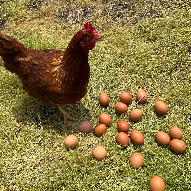 난각번호1번 유정란 무항생제 계란, 건강을 위한 현명한 선택!