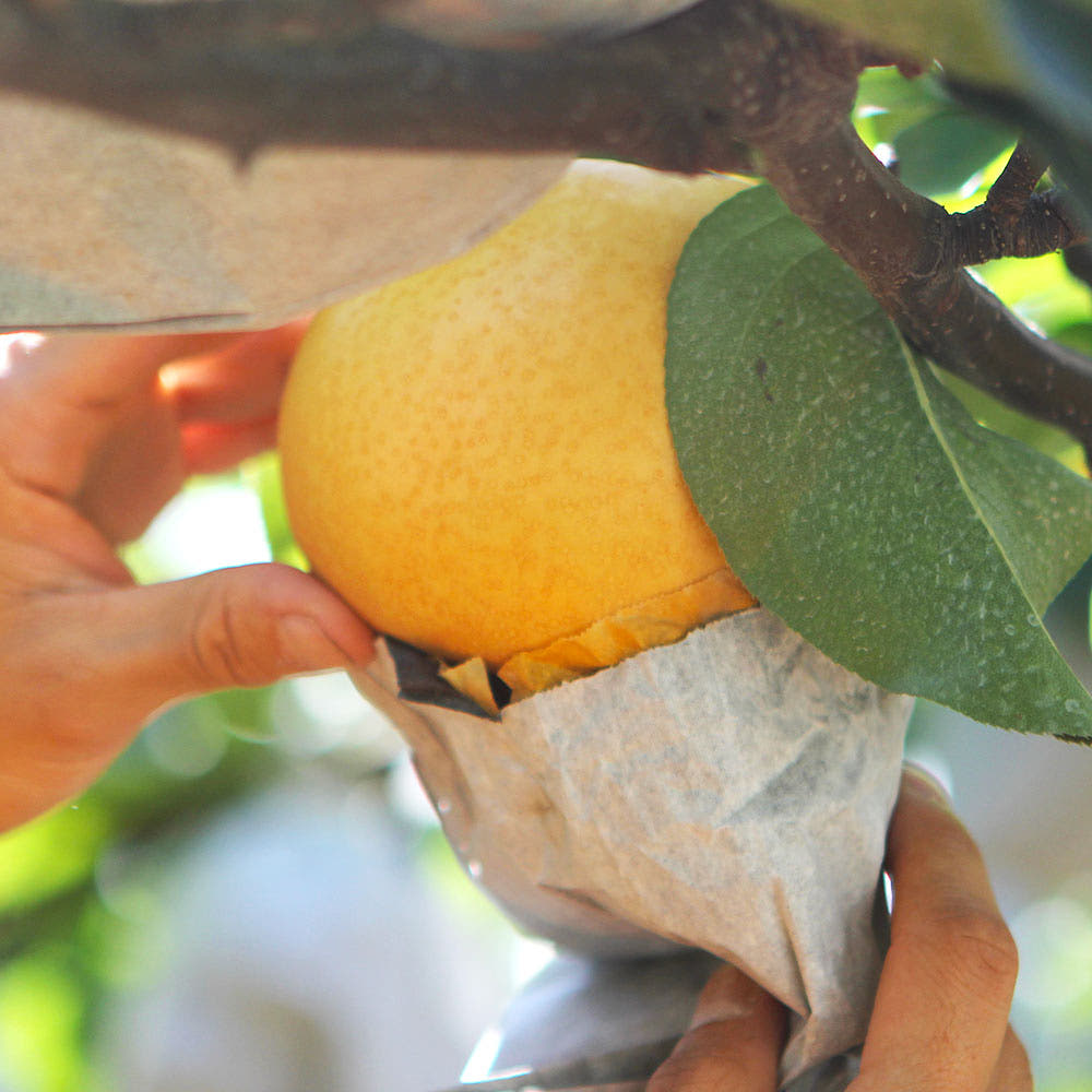 25년 햇 나주배 5kg, 달콤함이 다르네! 꼭 맛봐야 할 이유