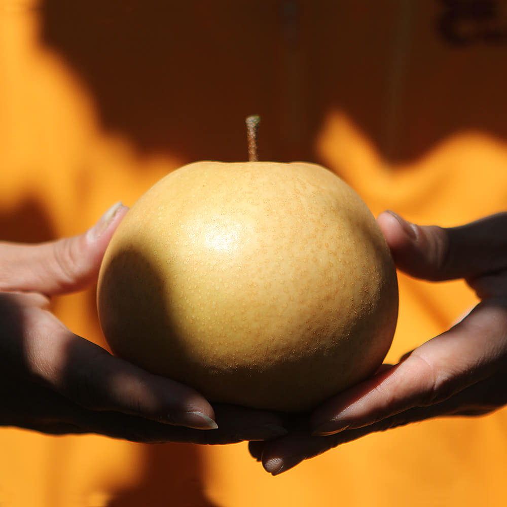 25년 햇 나주배 5kg, 달콤함이 다르네! 꼭 맛봐야 할 이유