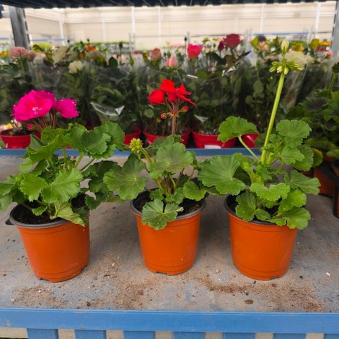 화사한 봄 맞이! 핀토 제라늄 5개세트로 우리집에 꽃향기를!