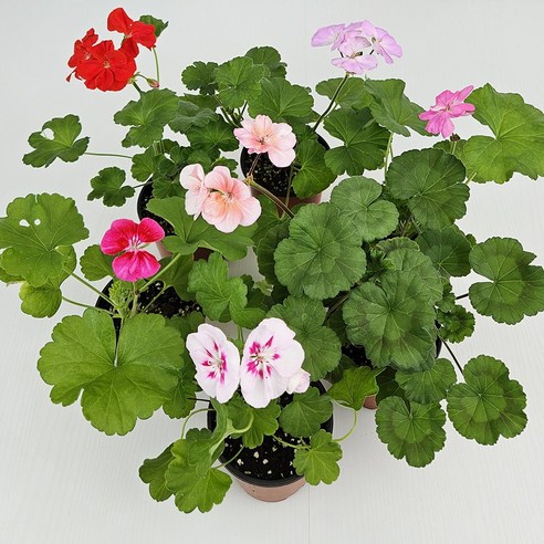 화사한 봄 맞이! 핀토 제라늄 5개세트로 우리집에 꽃향기를!