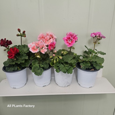 화사한 봄 맞이! 핀토 제라늄 5개세트로 우리집에 꽃향기를!